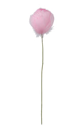 Plumes de tulipe rose